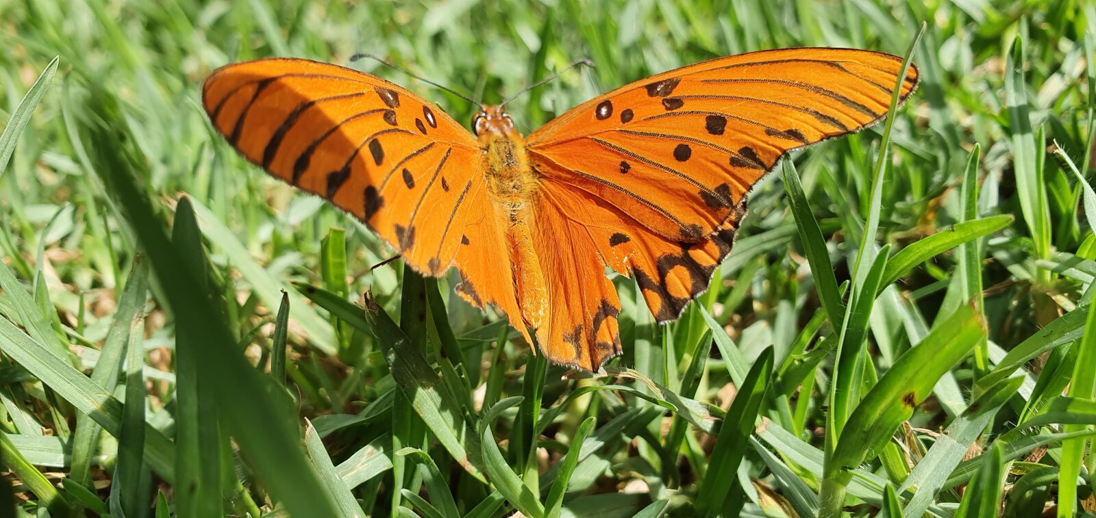 Samsung Galaxy S10 sample photo. Butterfly, orange, wings photography