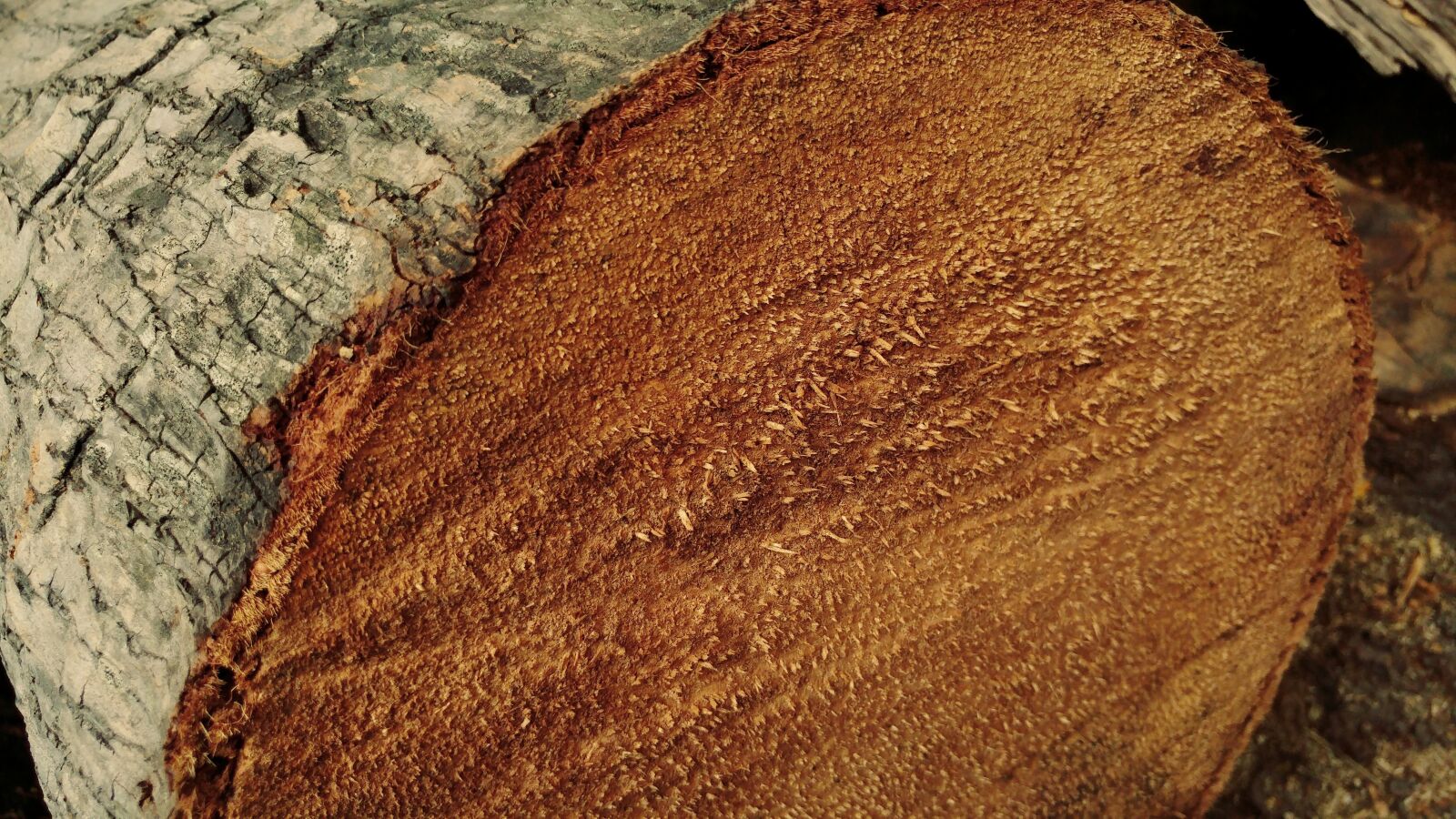 LG G5 sample photo. Palm log, sawn, bark photography