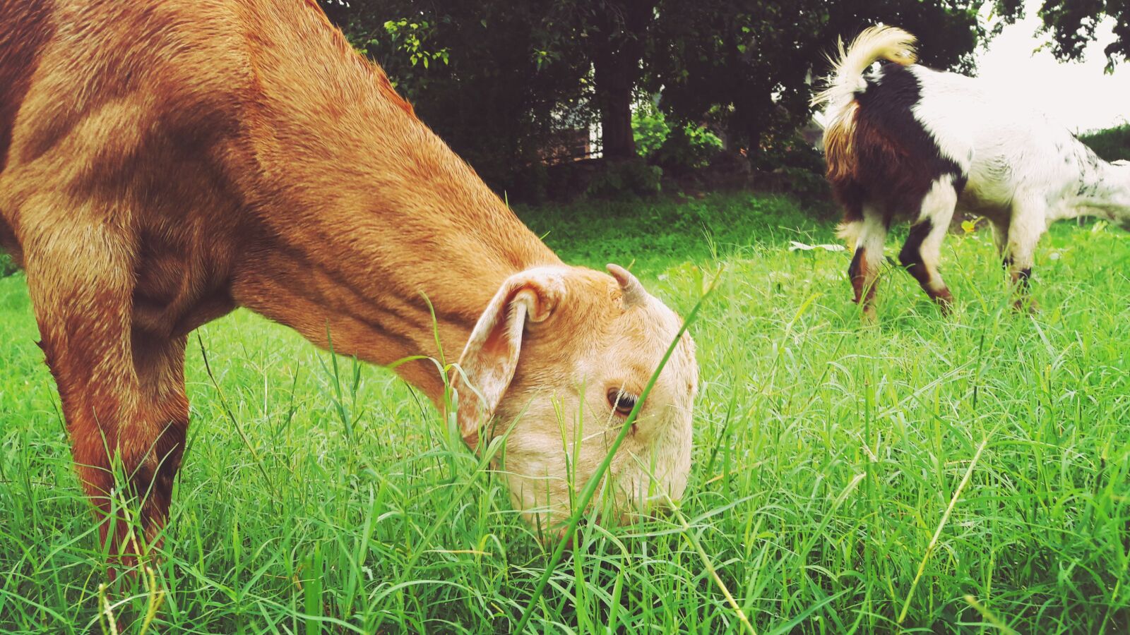 Samsung Galaxy J7 sample photo. Agriculture, animal, breed, cattle photography