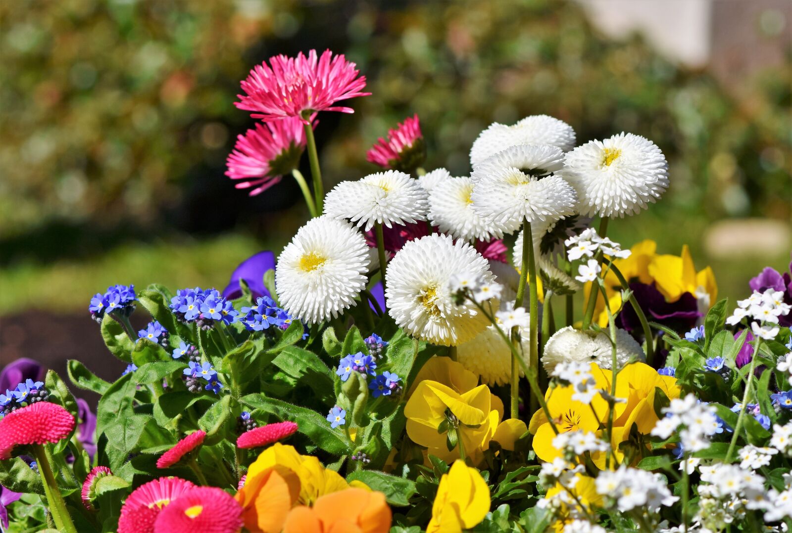 Nikon D7200 sample photo. Daisy, daisies, harbinger of photography