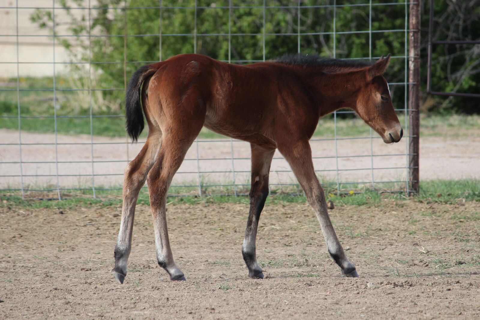 Canon EOS 600D (Rebel EOS T3i / EOS Kiss X5) sample photo. Horse, stallion, mare photography