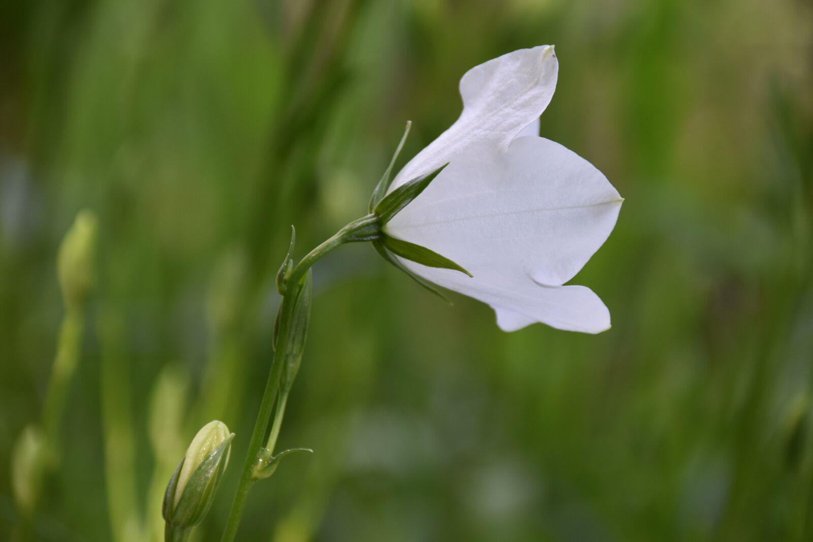 Nikon D5600 sample photo. White flower, green stem photography