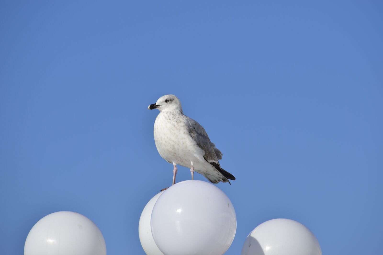 Nikon D5300 sample photo. Bird, animal, seagull photography