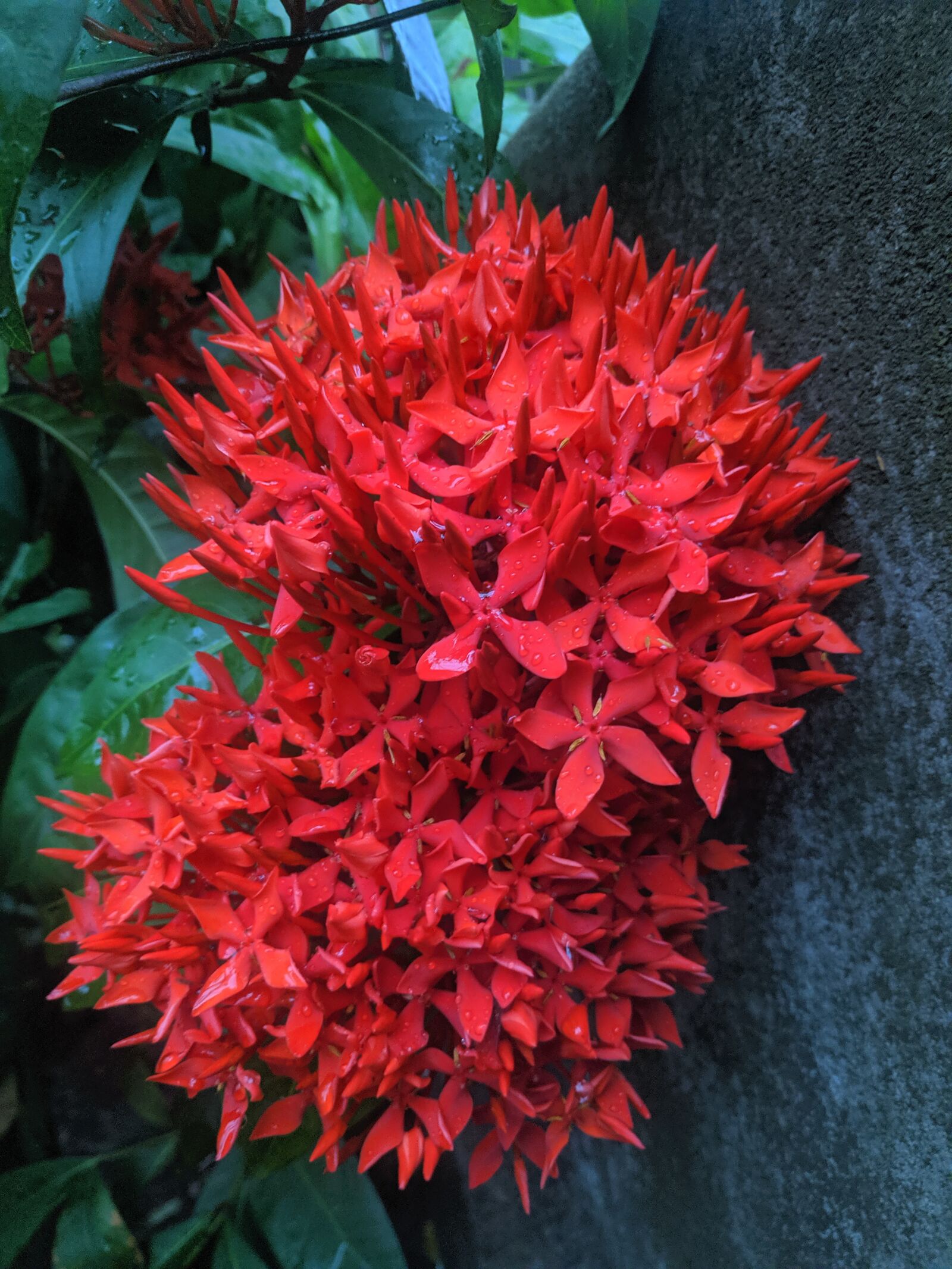 Xiaomi POCO F1 sample photo. Flower, red, big flower photography