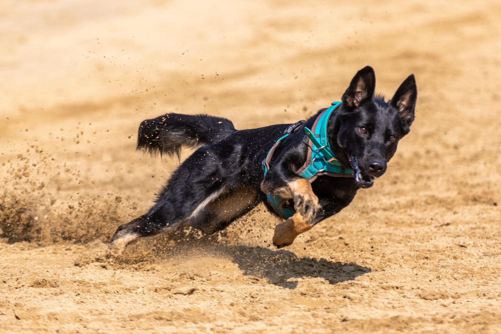 Canon EOS 7D Mark II sample photo. Dog race, dog racing photography