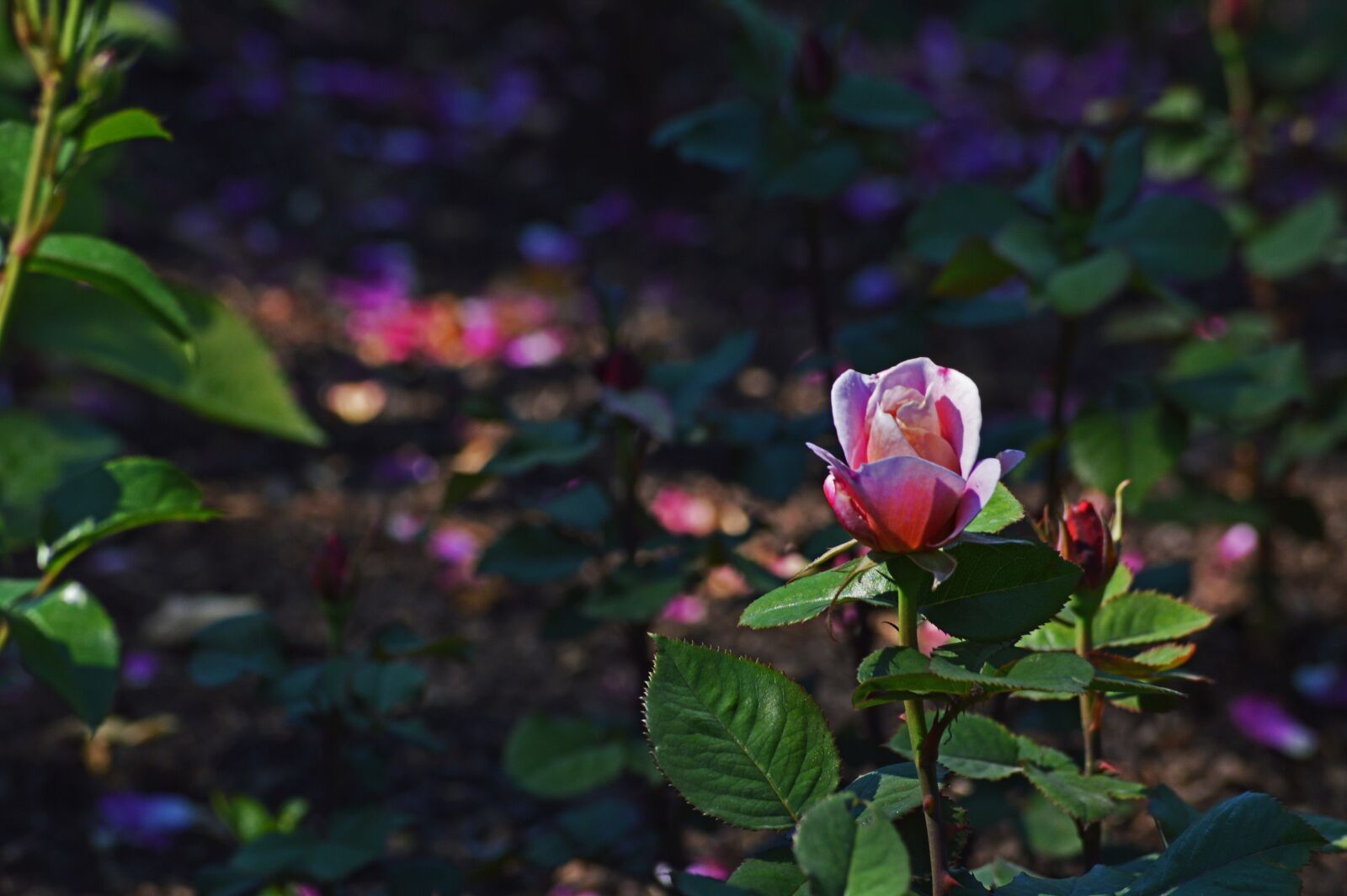 Nikon D3200 sample photo. Pink rose, chicago botanic photography