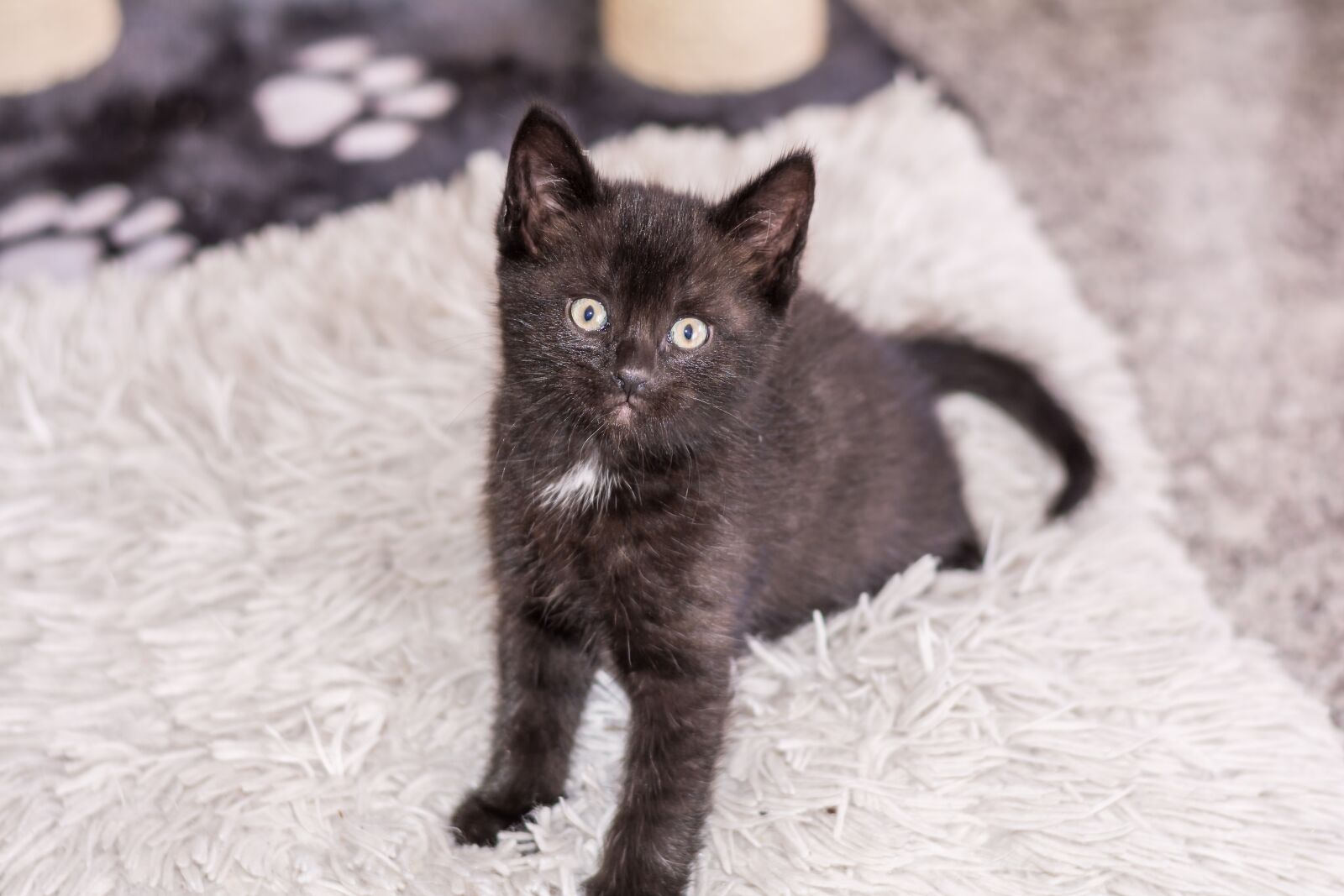 Nikon D5200 sample photo. Baby cat, cat baby photography