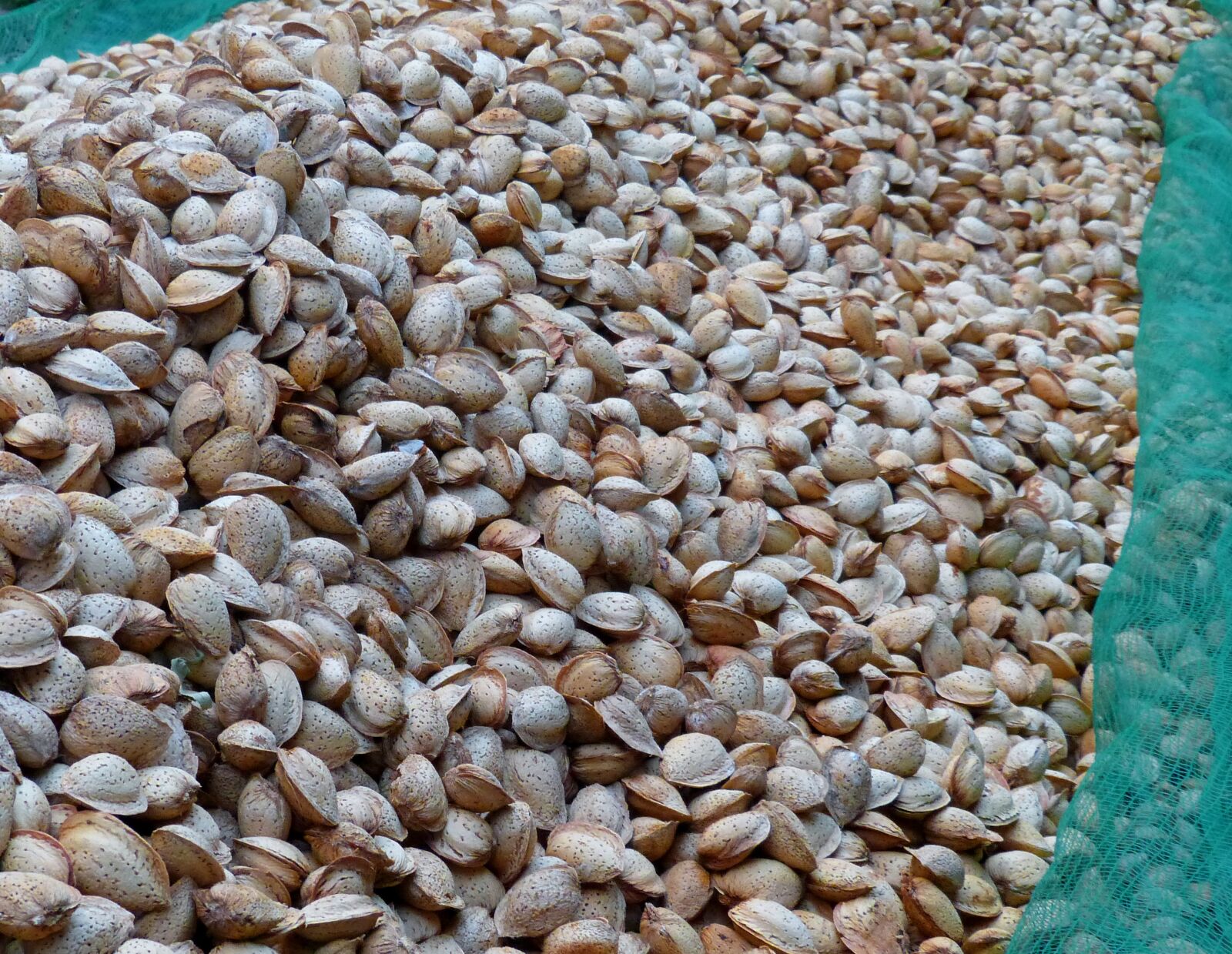 Panasonic DMC-FZ62 sample photo. Almonds, dry almonds, dried photography