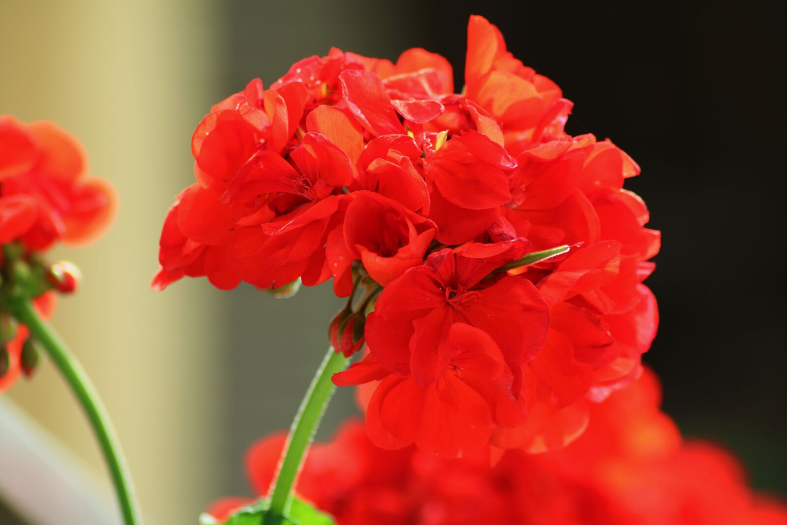 Canon EOS 750D (EOS Rebel T6i / EOS Kiss X8i) sample photo. Flower, spring, nature photography