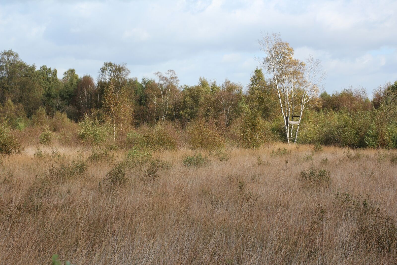 Canon EOS 600D (Rebel EOS T3i / EOS Kiss X5) + Canon EF 50mm F1.4 USM sample photo. Nature, forest, meadow photography