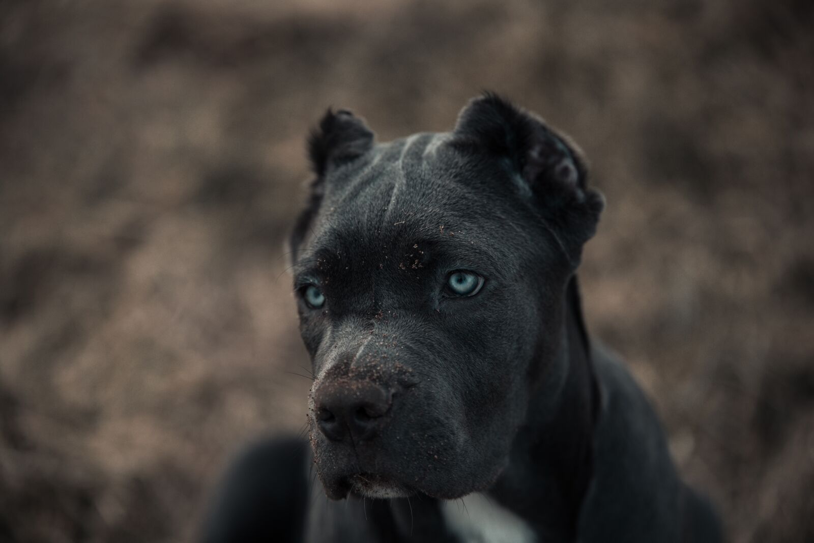Canon EOS 6D sample photo. Bandog, puppy, blue eyes photography