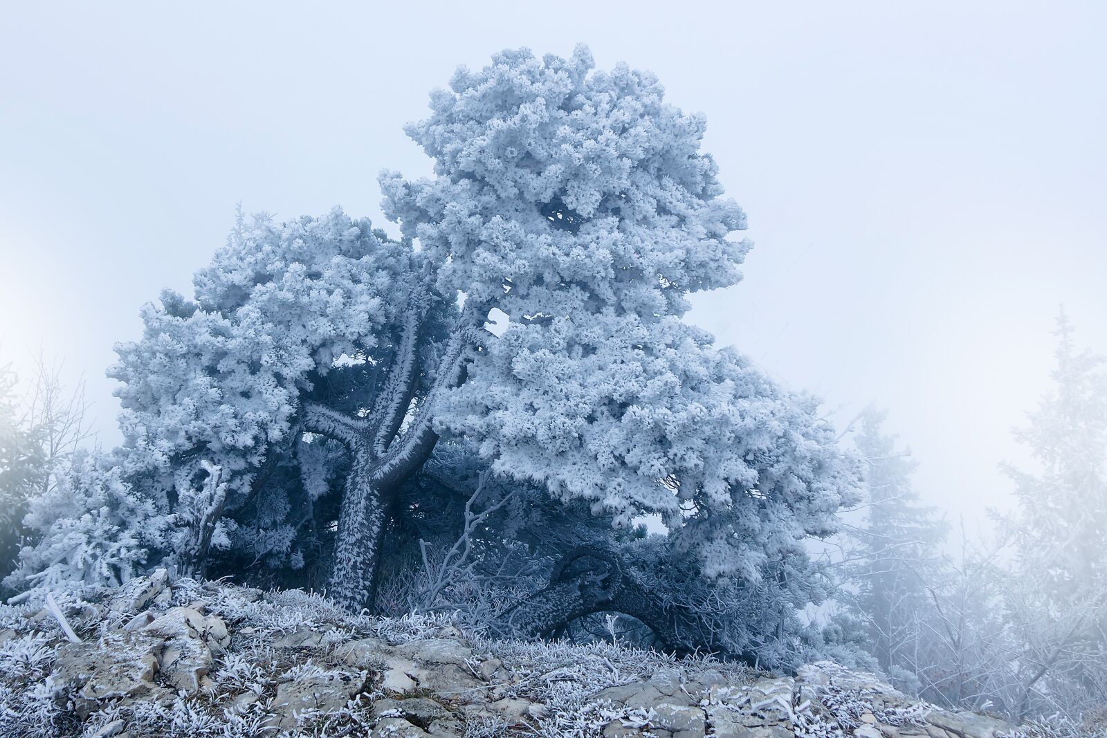 24-200mm F2.8 sample photo. Frost, fog, tree photography