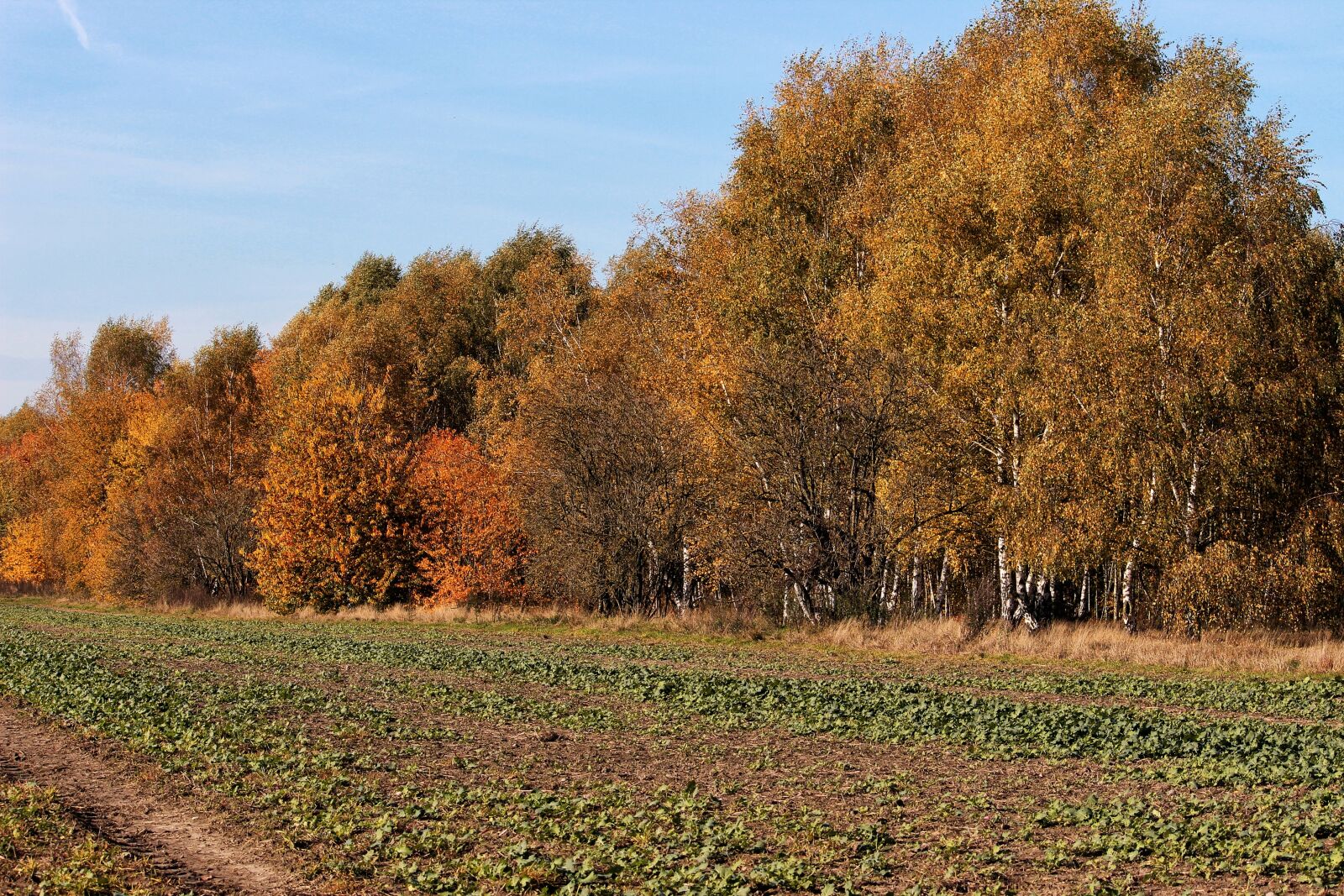 Canon EF-S 55-250mm F4-5.6 IS II sample photo. Autumn colours, trees, fall photography