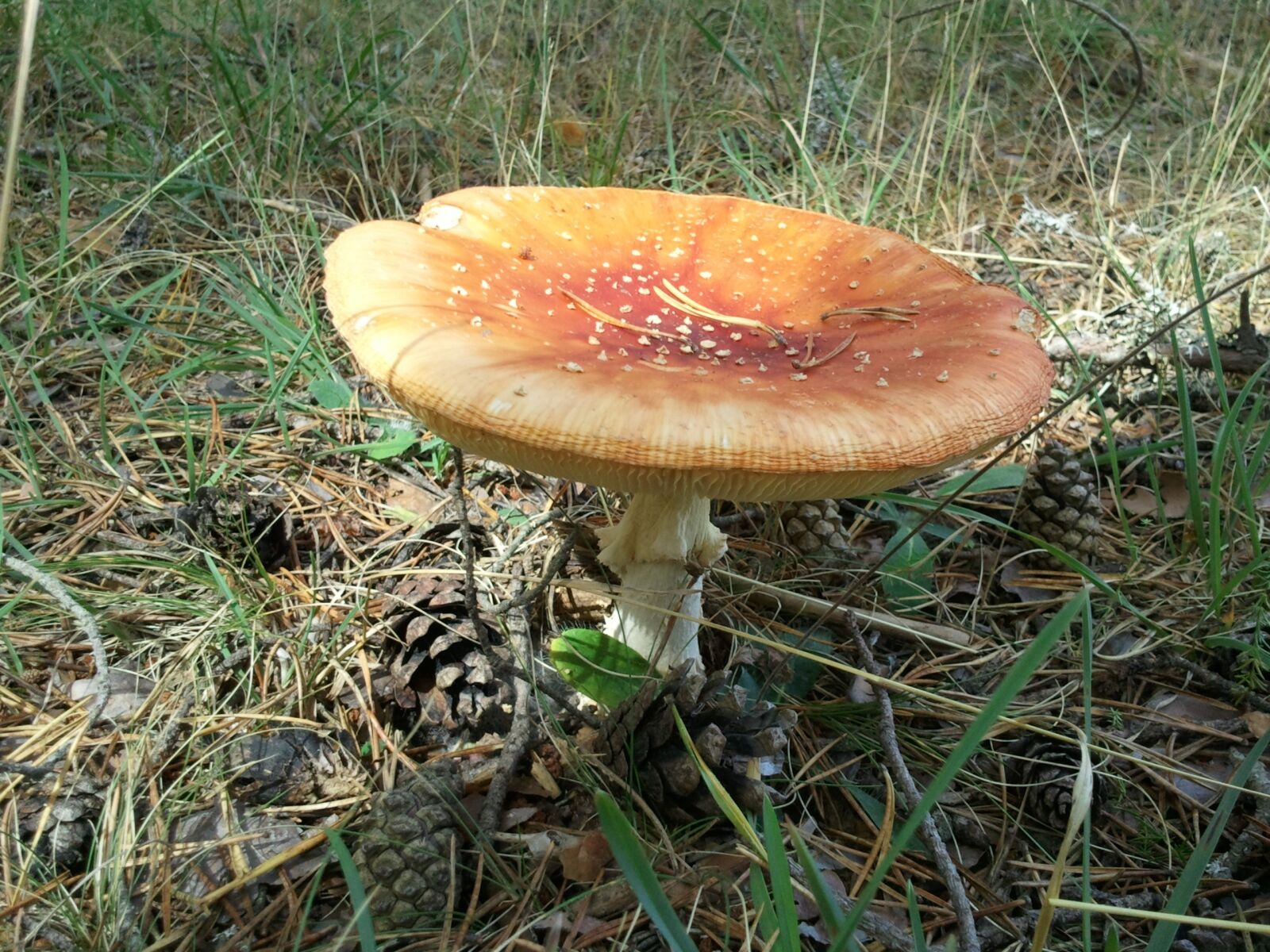 Samsung GT-S8500 sample photo. Amanita muscaria, adult mushroom photography