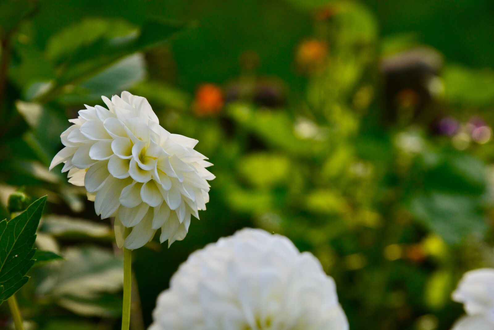 Nikon D5200 sample photo. Dahlia, pompon dahlia, flower photography
