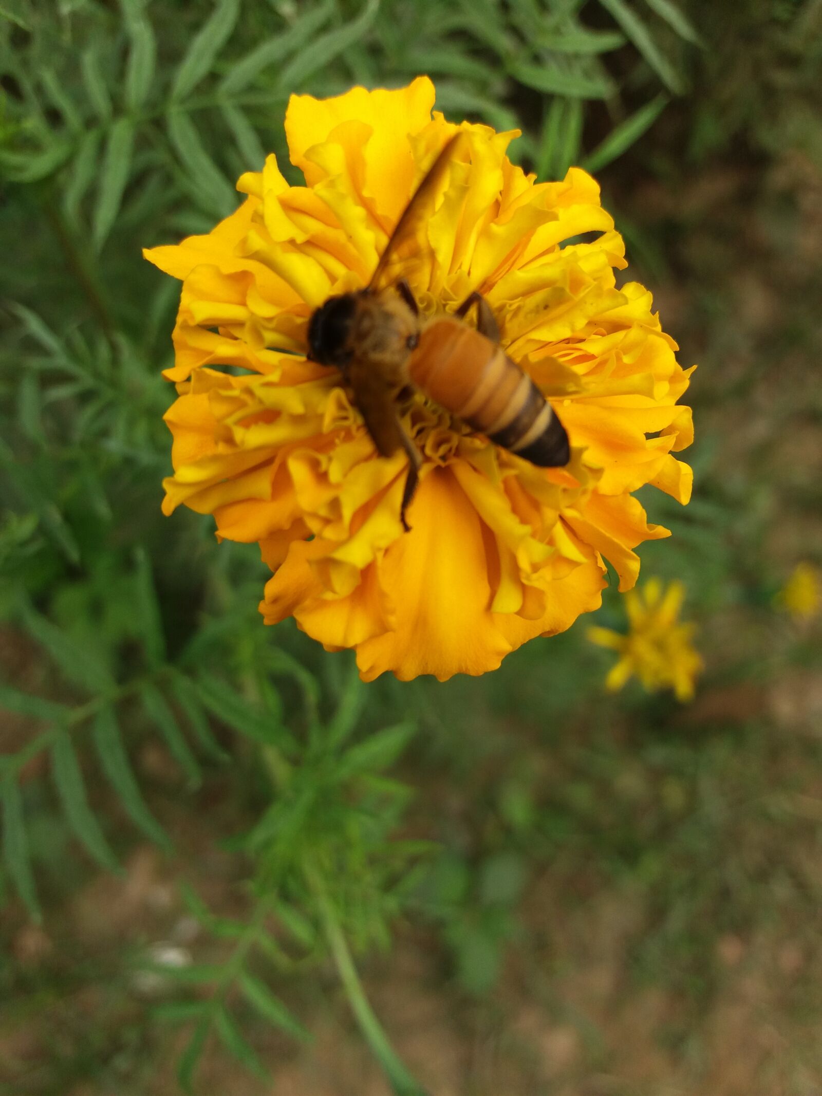 Samsung Galaxy J5 sample photo. Nice, bee, marigold photography