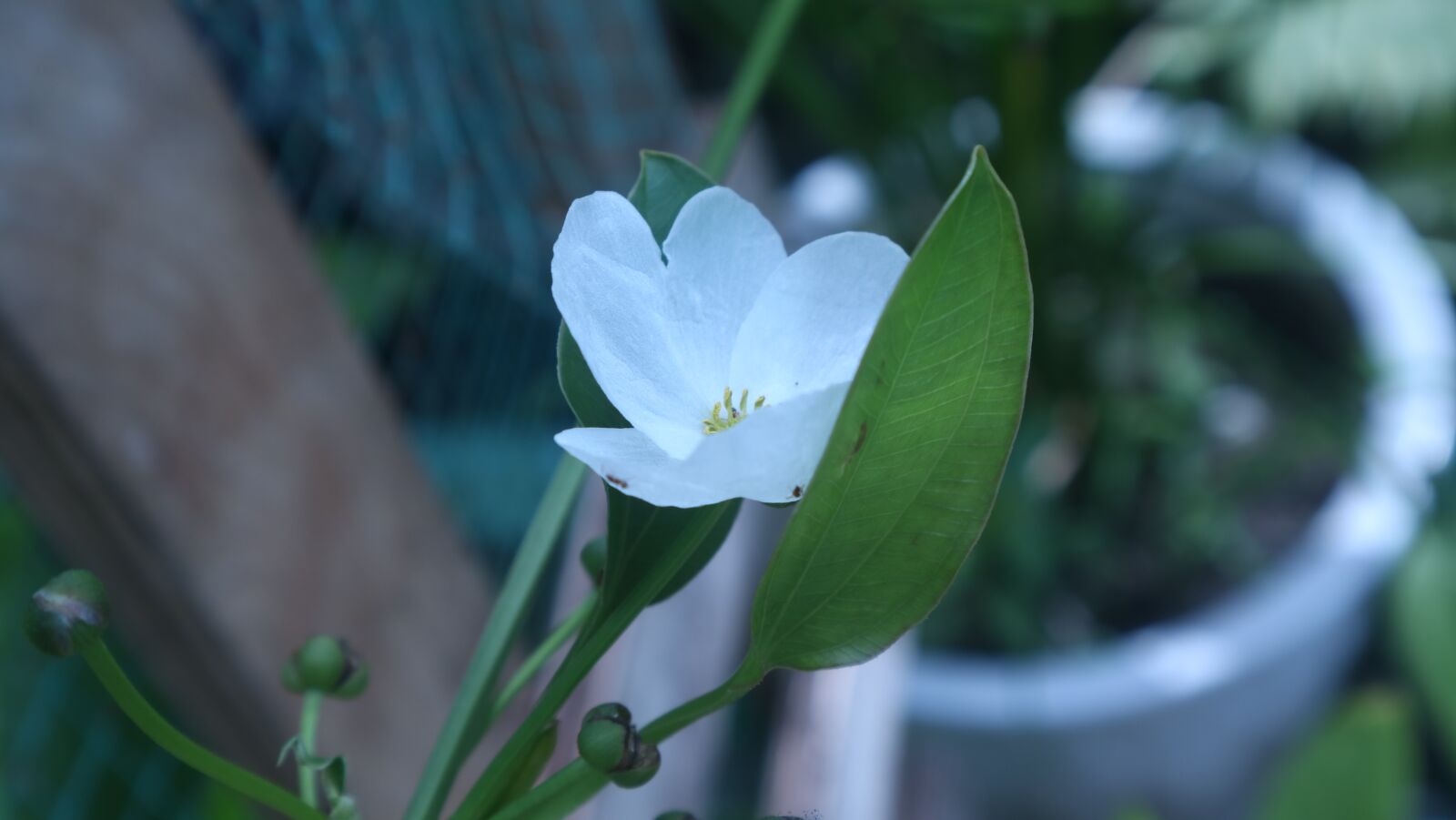 Canon EOS M3 sample photo. White flower, white, leaf photography