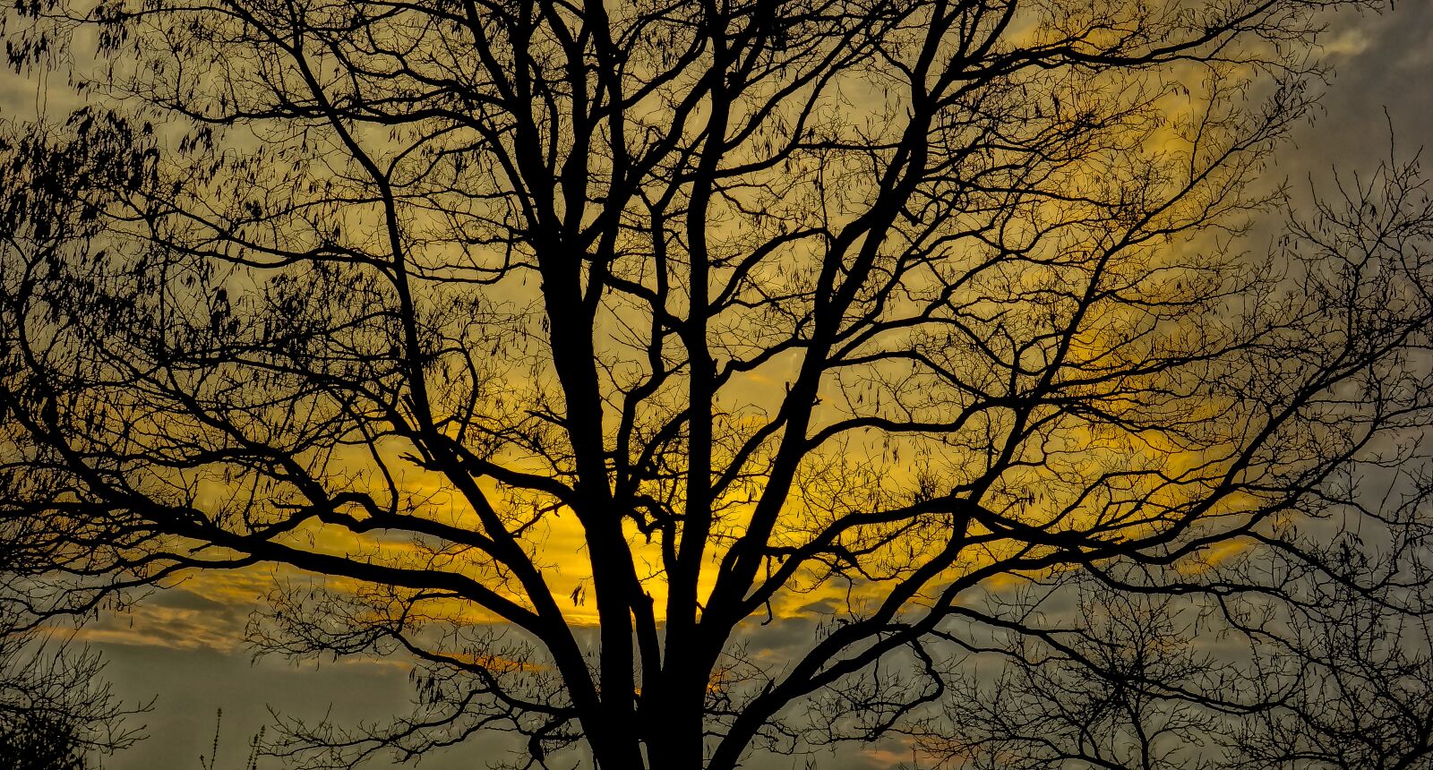 Sony Cyber-shot DSC-RX100 sample photo. Tree, branch, sky photography