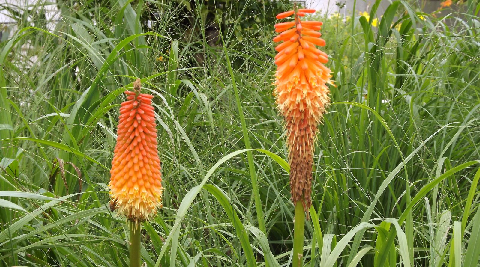 Fujifilm FinePix S3400 sample photo. Plants, flowers, trytoma photography