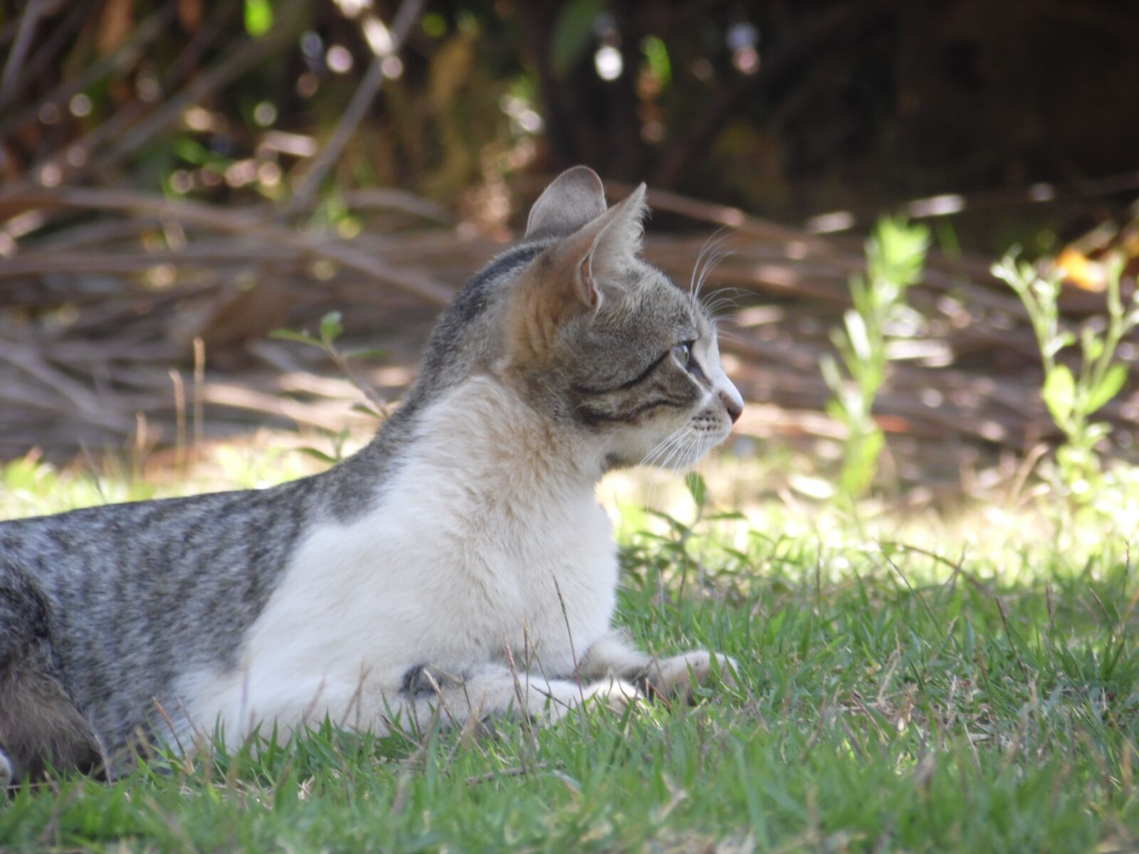 Samsung WB100/  WB101 sample photo. Cat, feline, observation photography