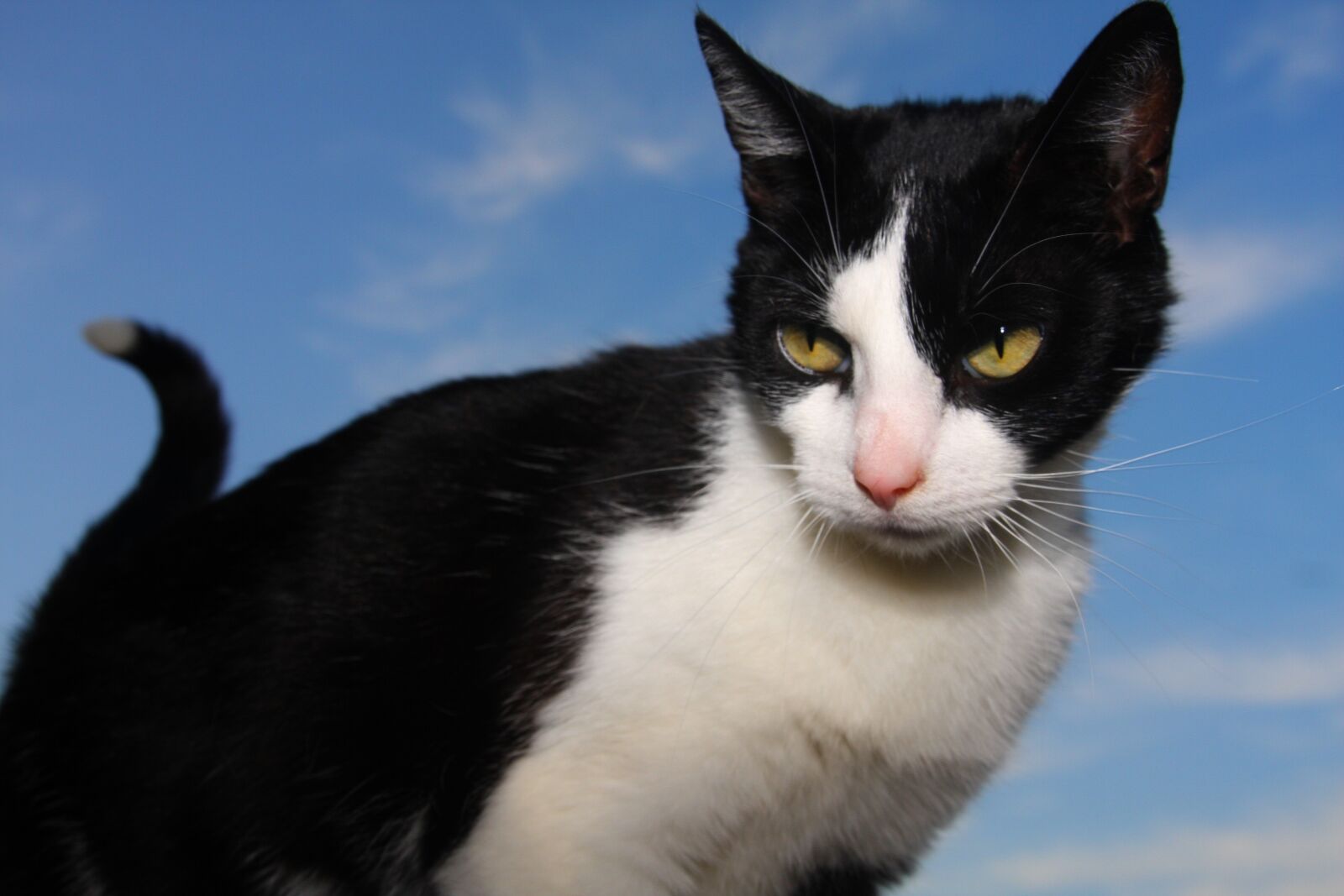 Canon EOS 40D sample photo. Cat, cats, animal photography