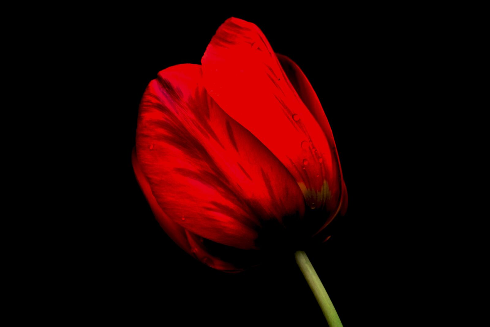 Nikon D3400 sample photo. Tulip, flower, garden photography