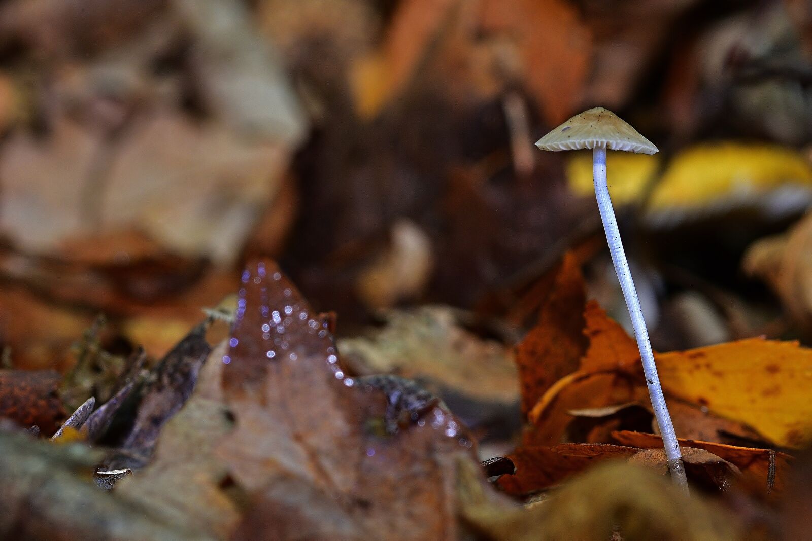Nikon D5200 sample photo. Mushroom, forest, leaves photography