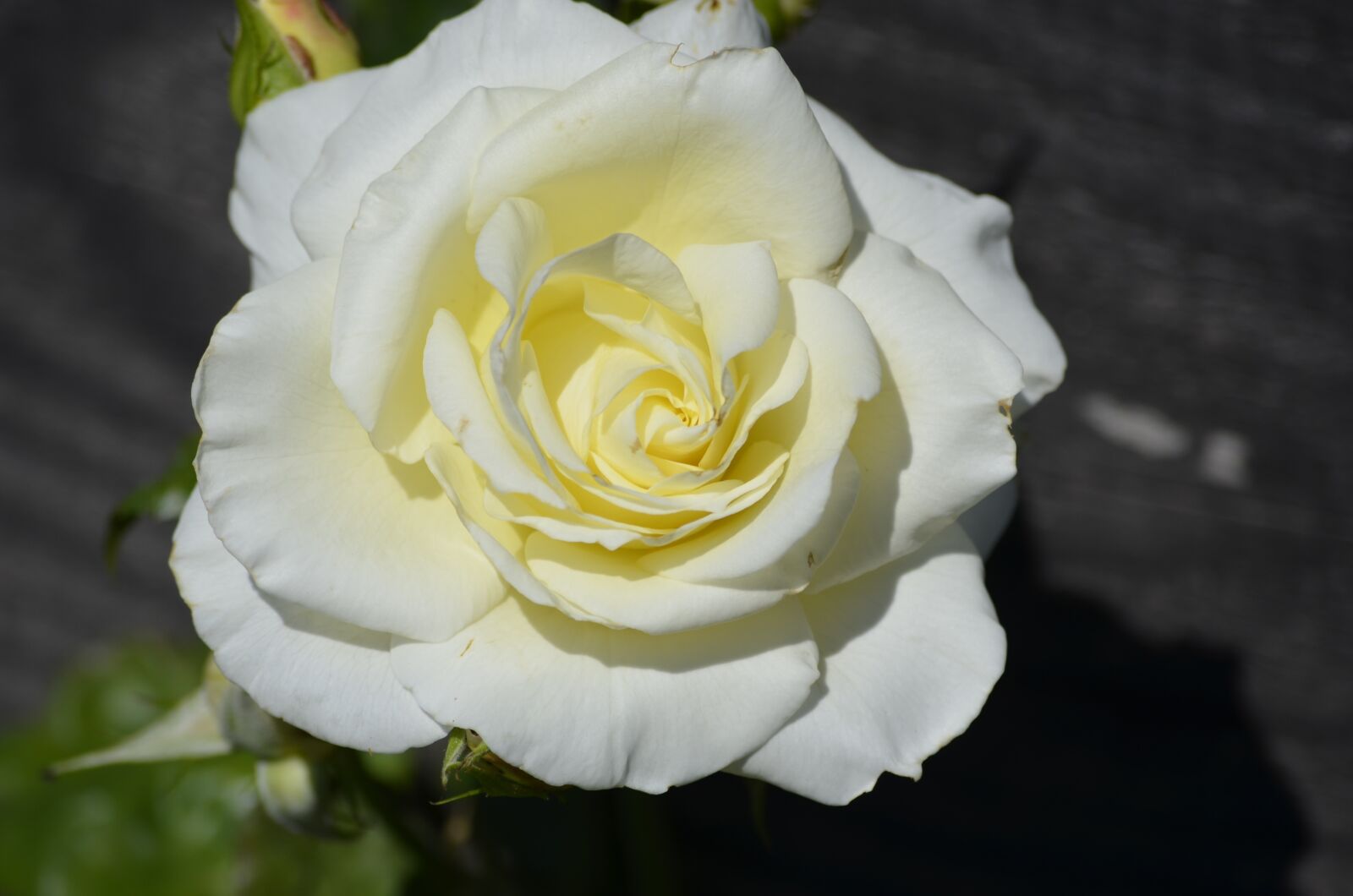 Nikon D5100 sample photo. Rose, white rose, blossom photography