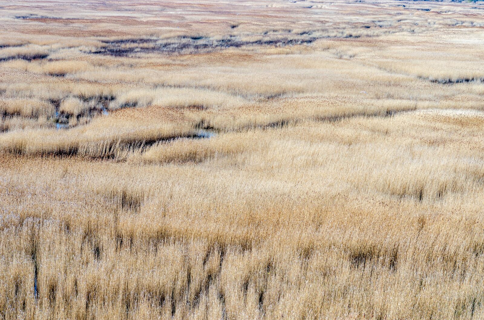 Nikon D7000 sample photo. Reed bed, normandy, france photography