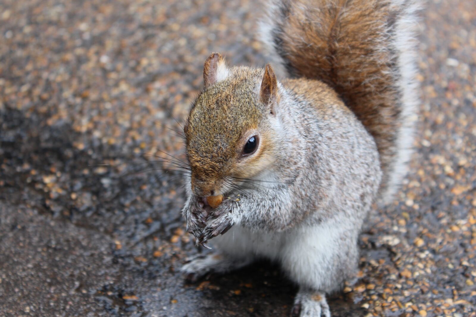 Canon EOS 650D (EOS Rebel T4i / EOS Kiss X6i) sample photo. London, park, nature photography