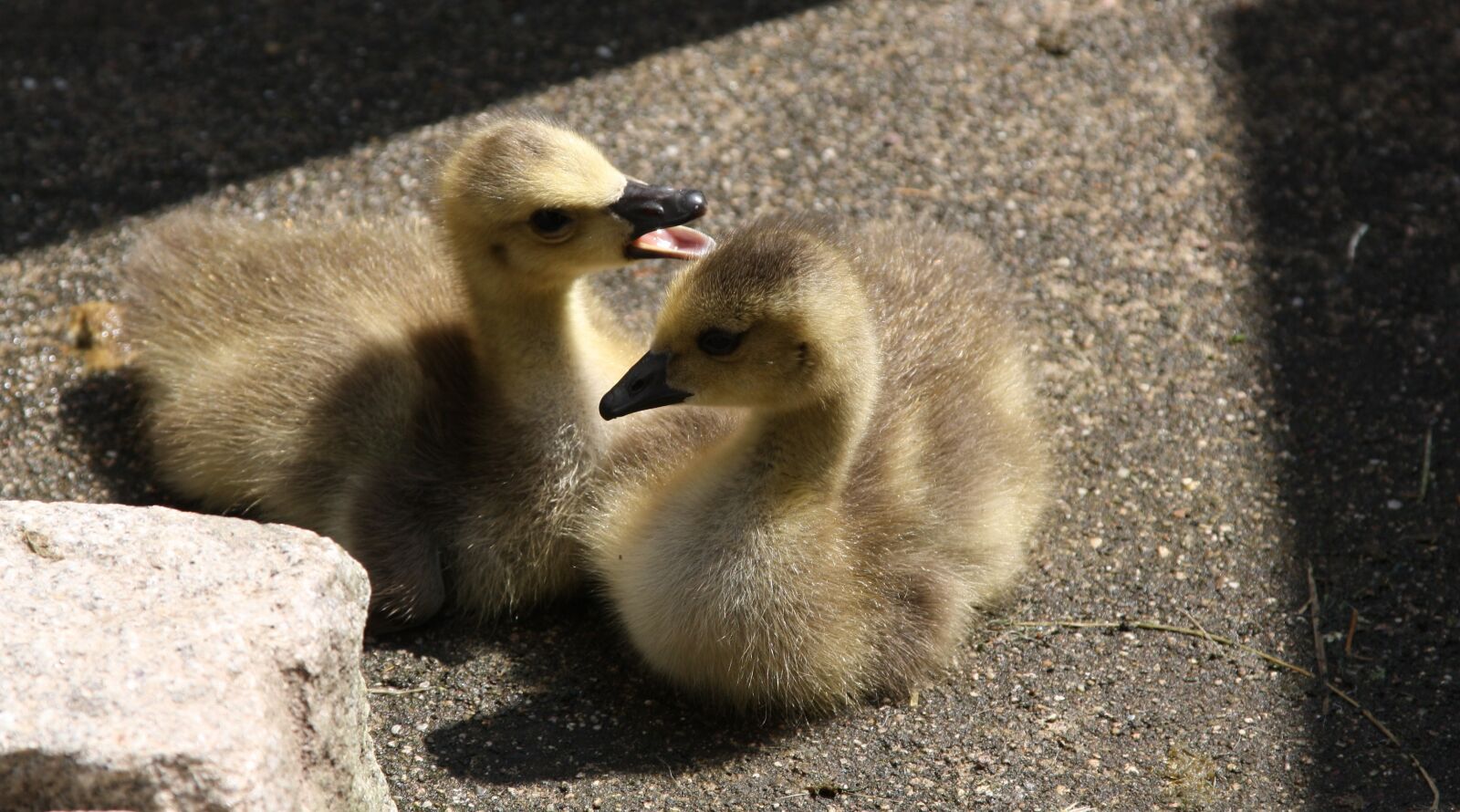 Canon EOS 1000D (EOS Digital Rebel XS / EOS Kiss F) sample photo. Geese, baby goose, geese photography