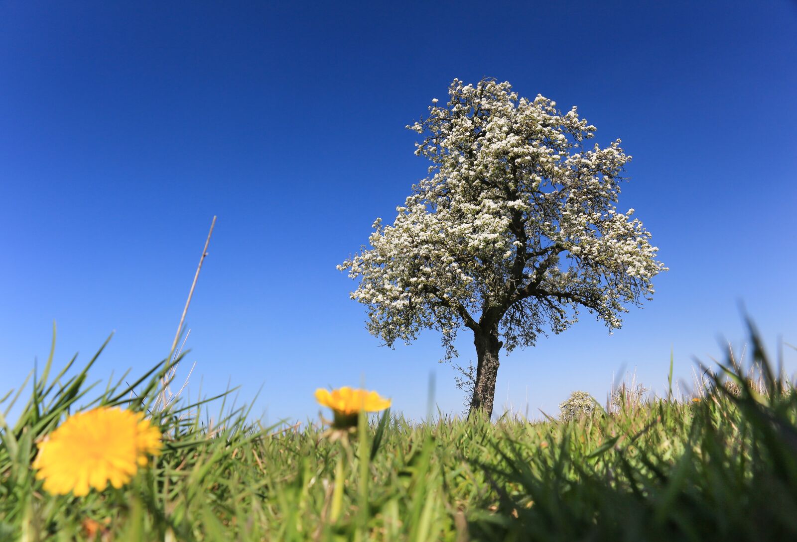 Canon EOS 700D (EOS Rebel T5i / EOS Kiss X7i) sample photo. Spring, tree, blossom photography