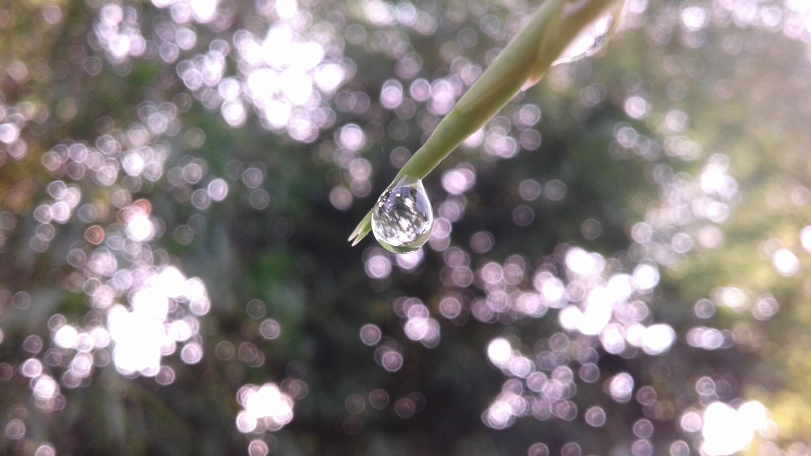 Samsung Galaxy J2 sample photo. Drop, dew, nature photography