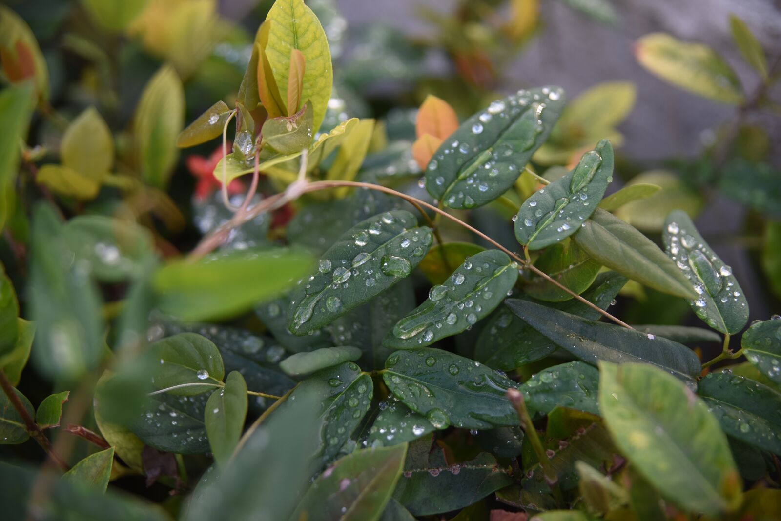 Nikon D810 sample photo. Quisqueya, leaves, leaf photography
