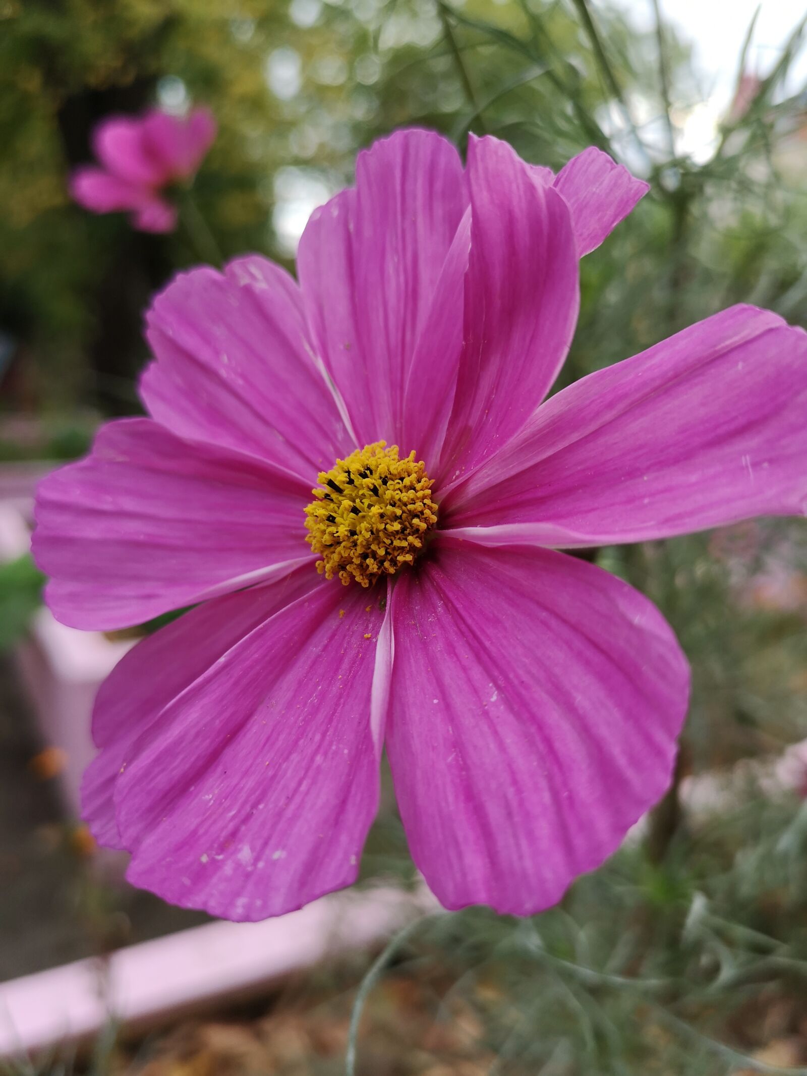 HUAWEI CLT-L29 sample photo. Flower, nature, green photography