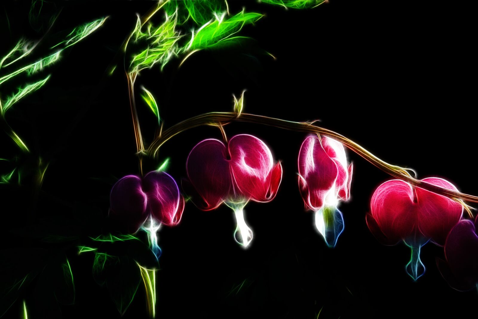 Canon PowerShot G15 sample photo. Fractalius, bleeding heart, red photography