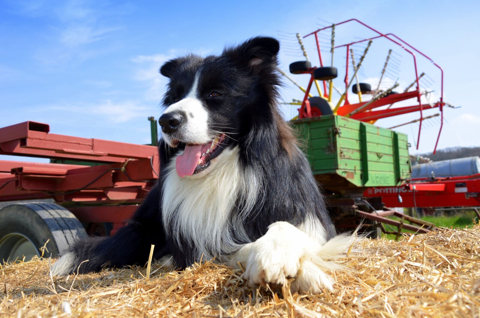 Nikon D5100 sample photo. Boder collie, dog, herding photography