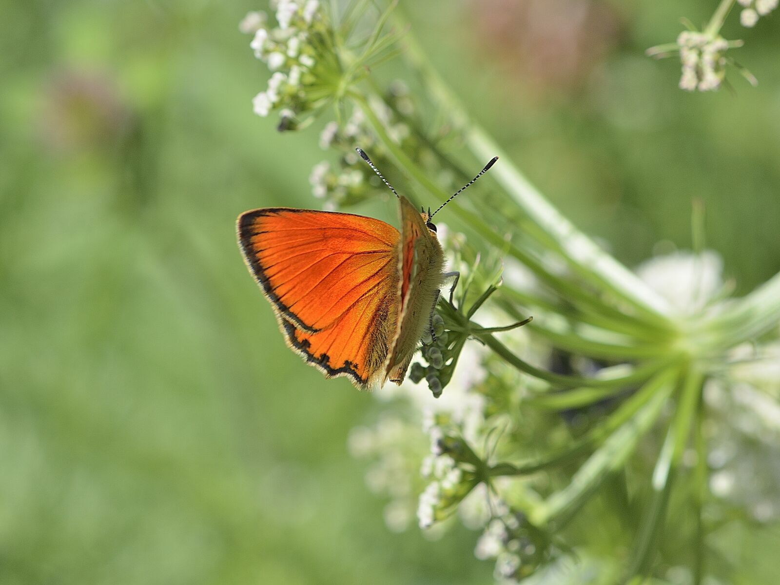 Nikon D7100 sample photo. Butterfly, insect, macro photography
