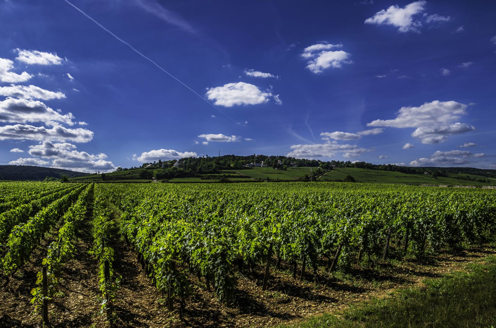 LEICA DG 12-60/F2.8-4.0 sample photo. Vines, wine, vineyard photography