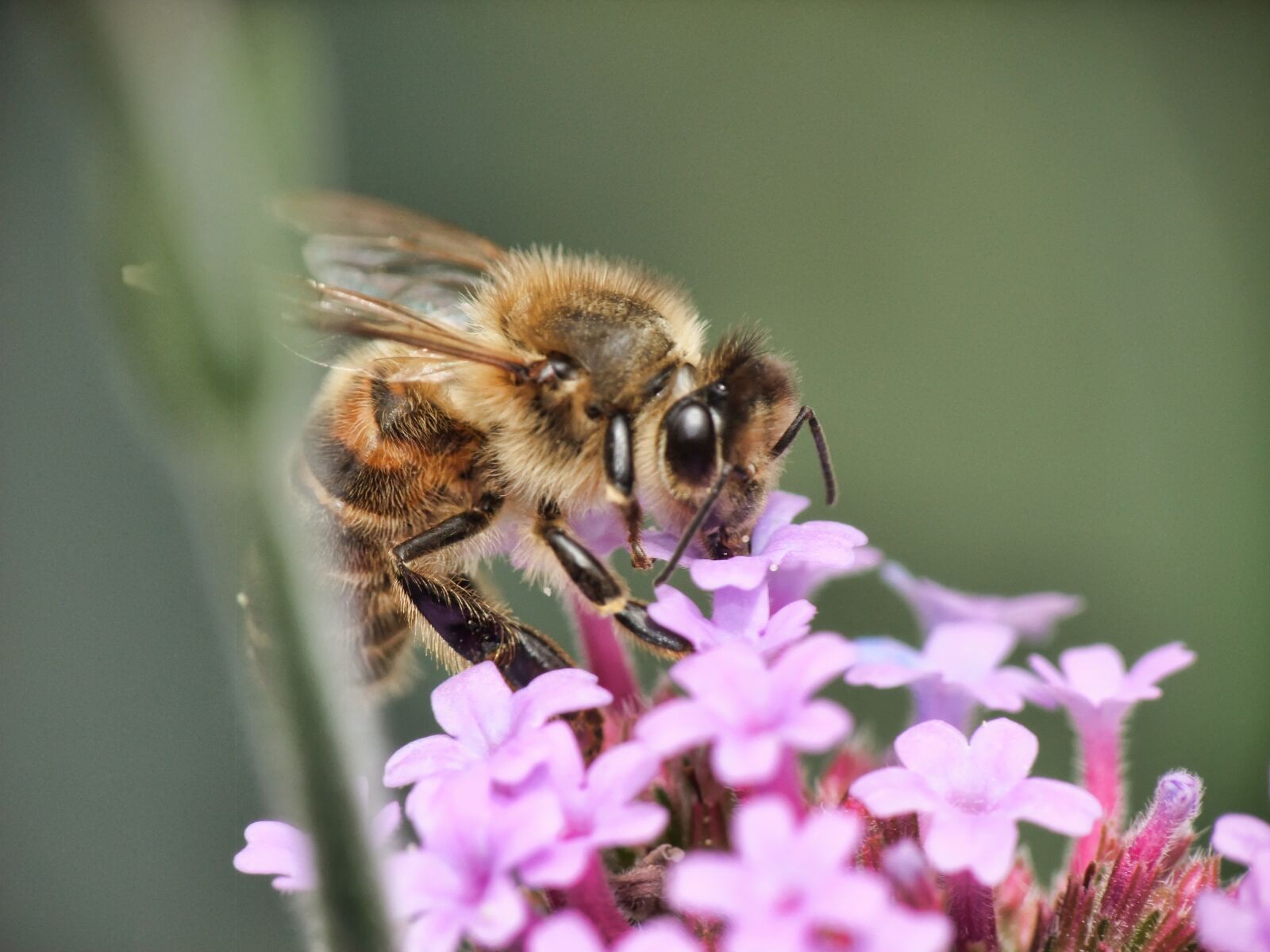 FujiFilm FinePix S200EXR (FinePix S205EXR) sample photo. Bee, honey, working photography