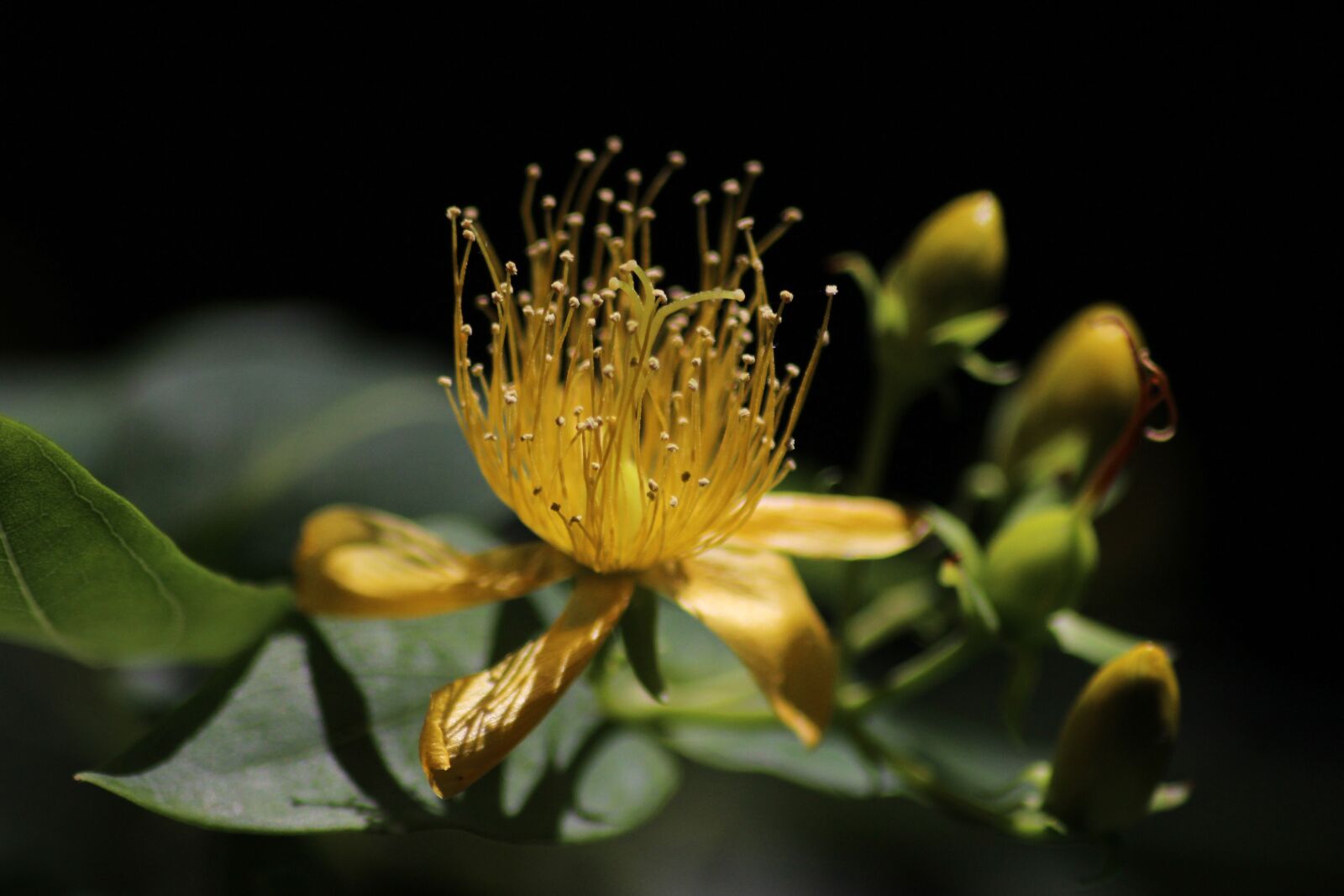 Canon EOS 600D (Rebel EOS T3i / EOS Kiss X5) sample photo. Flowers, yellow, colors photography