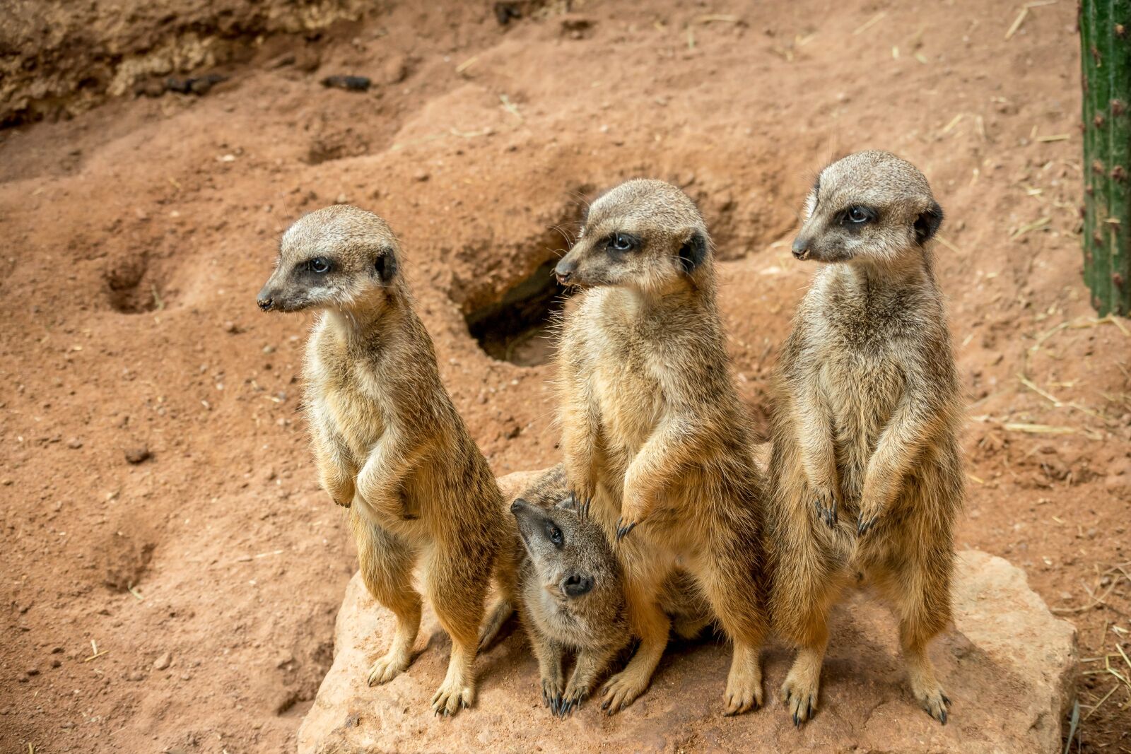 Nikon 1 J5 sample photo. Zoo, meerkat, cute photography