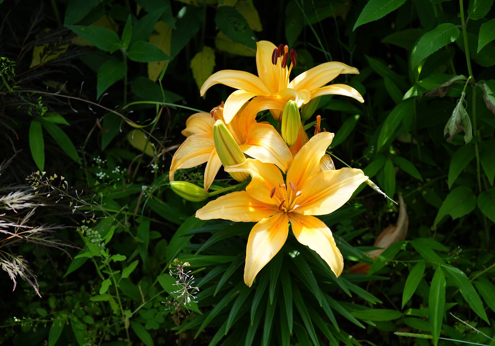 Sony FE 24-105mm F4 G OSS sample photo. Nature, summer, flower photography