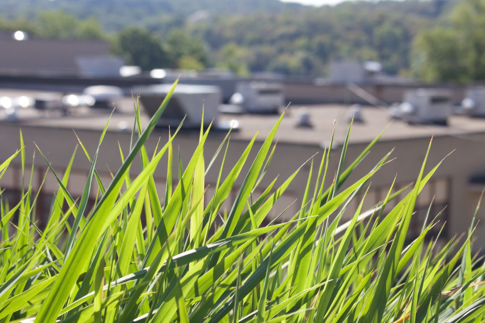 Canon EOS 700D (EOS Rebel T5i / EOS Kiss X7i) sample photo. Blades, of, grass, grass photography
