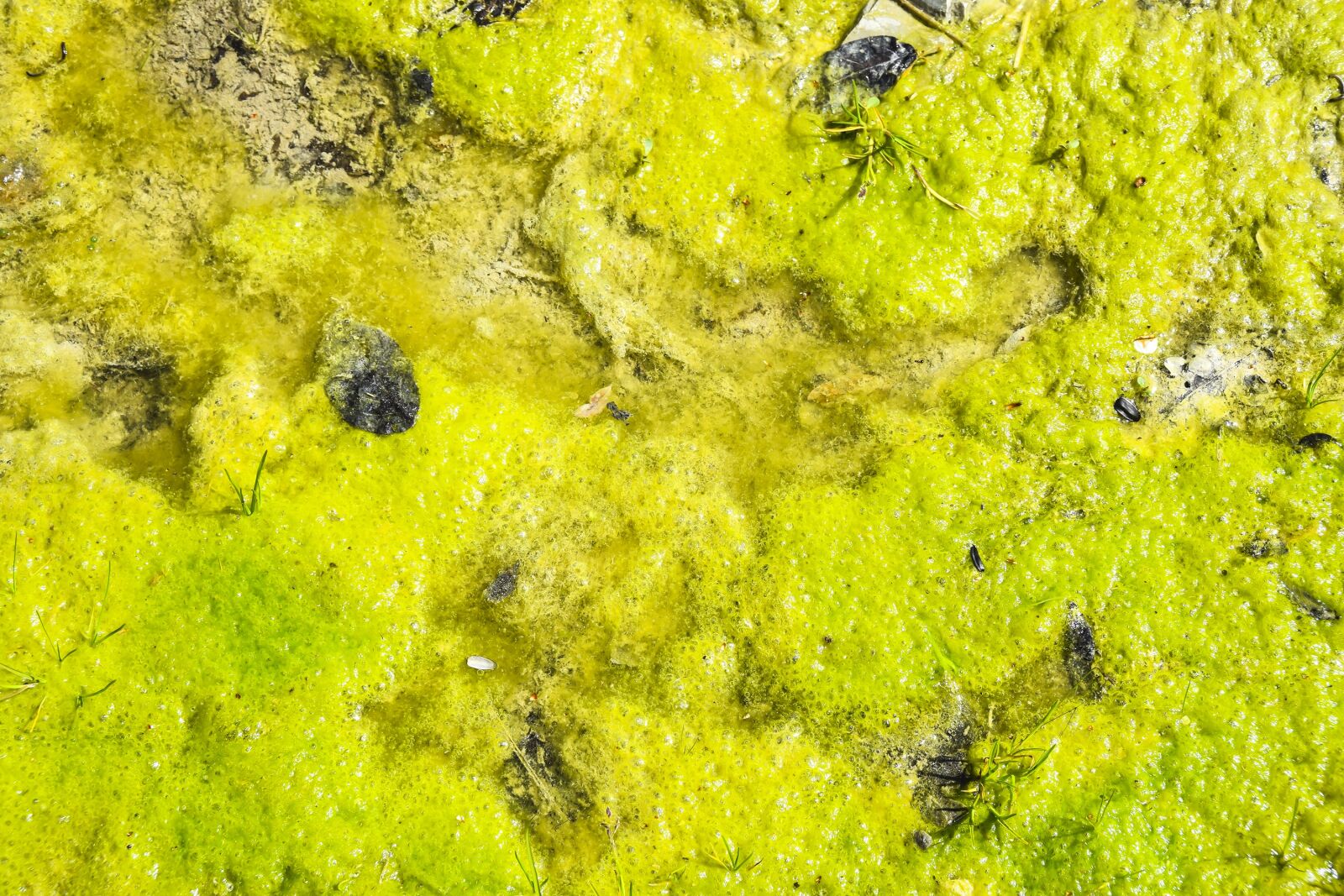 Nikon D5300 sample photo. Swamp, moss, texture photography