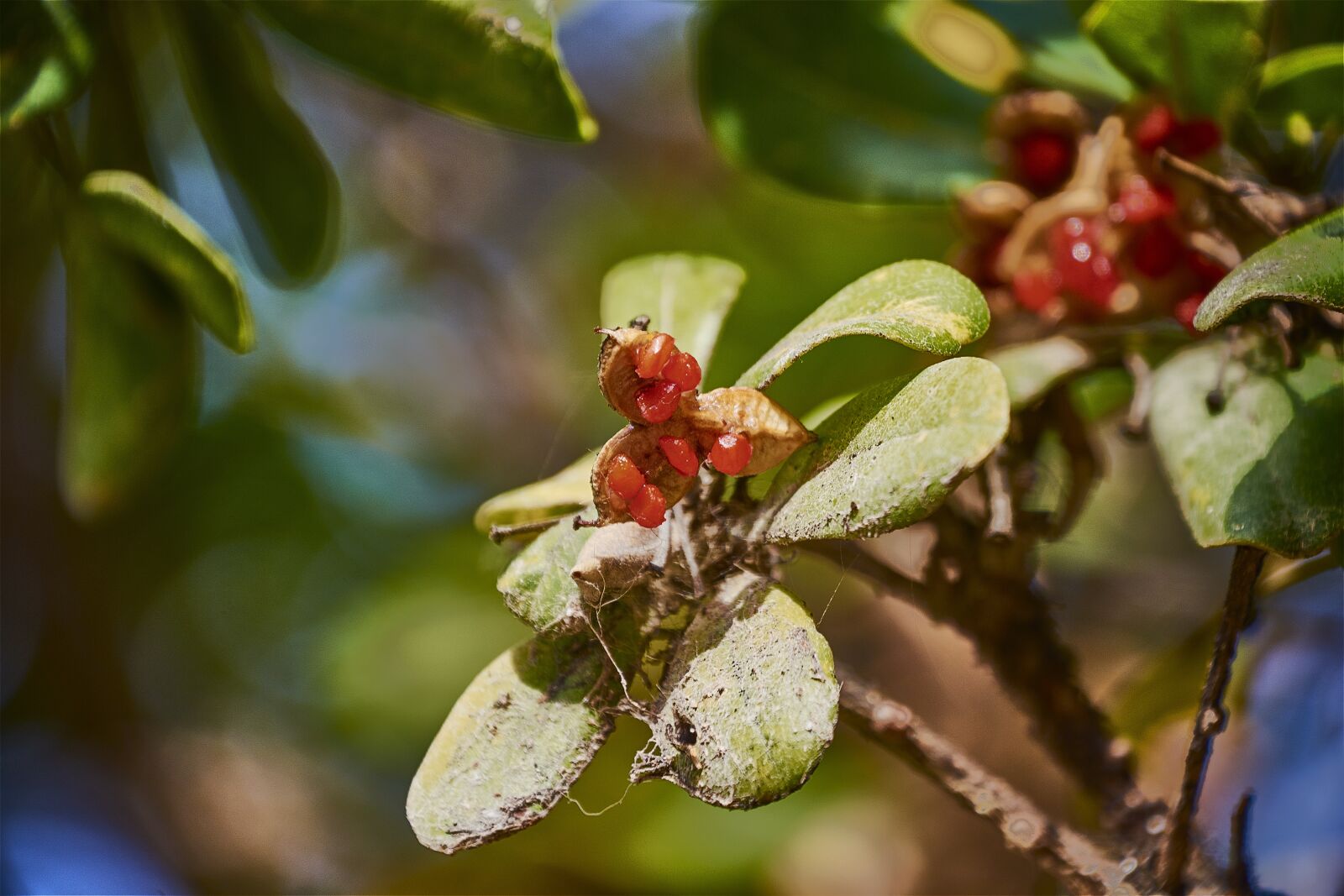Nikon D7200 sample photo. Red, garden, flowers photography
