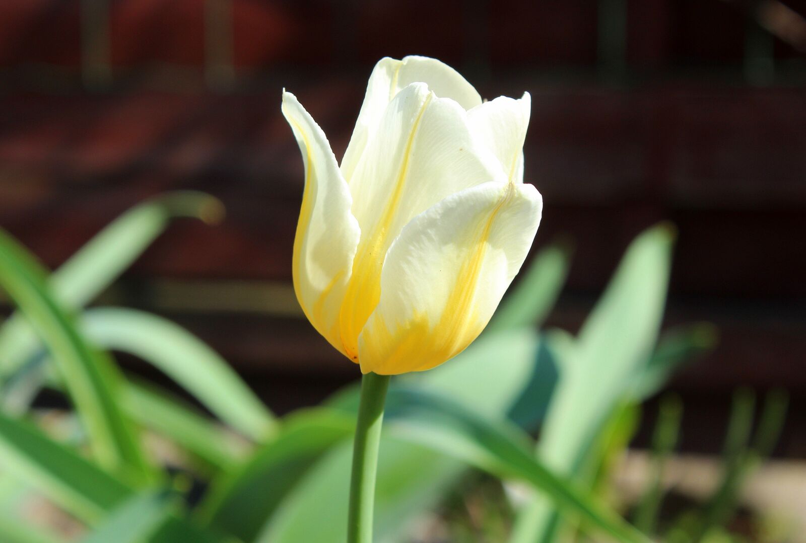 Canon EOS 1200D (EOS Rebel T5 / EOS Kiss X70 / EOS Hi) sample photo. Nature, plant, tulip photography