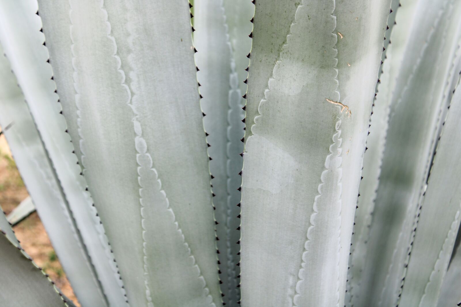 Canon EOS 2000D (EOS Rebel T7 / EOS Kiss X90 / EOS 1500D) sample photo. Agave tequilana plant close photography