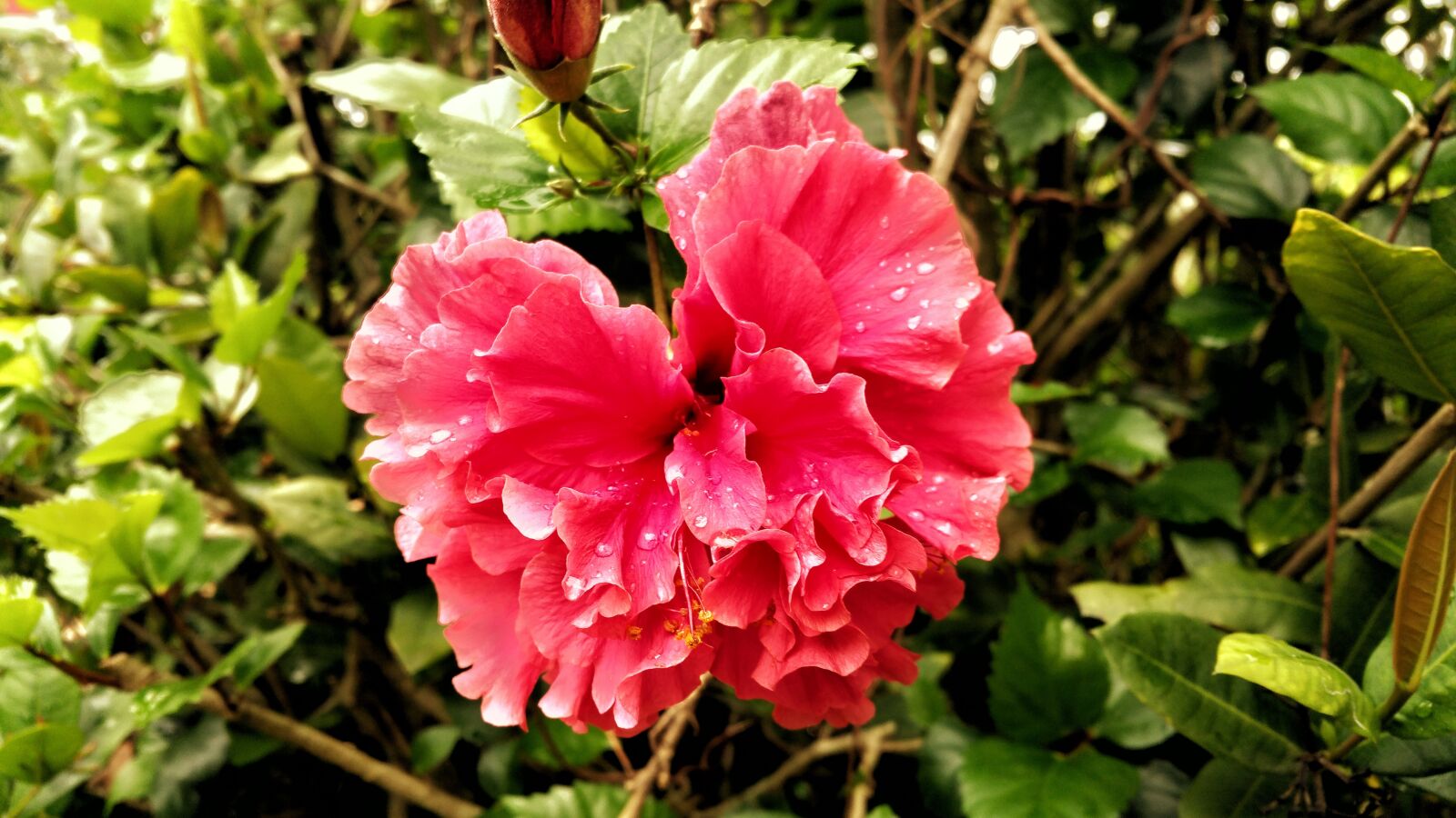 Samsung Galaxy Note4 sample photo. Flower, dew, pink photography