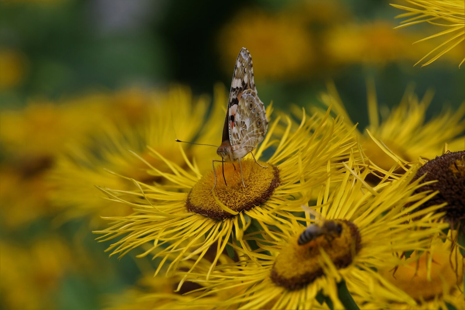Canon EOS 6D sample photo. Butterfly, flower, summer photography